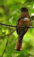 Trogon aurantiiventris