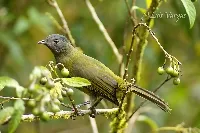 Phainoptila melanoxantha