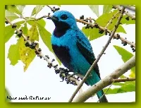 Cotinga ridgwayi