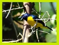 Euphonia luteicapilla