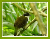 Arremon costaricensis