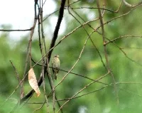 Sporophila schistacea