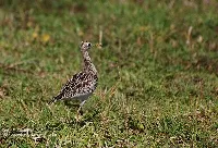 Bartramia longicauda