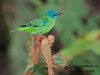 Dacnis cayana