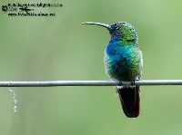 Anthracothorax prevostii