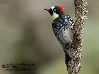 Melanerpes formicivorus