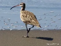 Cherela, zarceta, zarapito trinador