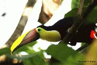 Ramphastos ambiguus