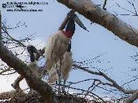 Jabiru mycteria