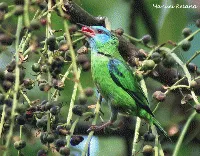 Dacnis cayana
