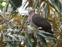Dos tontos son, morada, paloma piquicorta