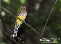 Trogon violaceo