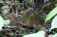 Amaurolimnas concolor