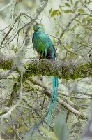 Pharomachrus mocinno