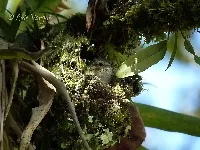 Zimmerius vilissimus