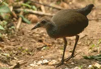 Aramides albiventris