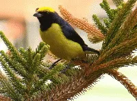 Euphonia luteicapilla