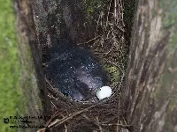 Grallaria guatimalensis