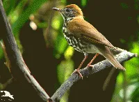 Hylocichla mustelina