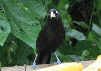 Amblycercus holosericeus