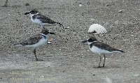 Charadrius wilsonia