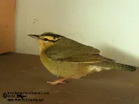 Helmitheros vermivorum