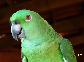 Amazona auropalliata