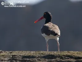 Haematopus palliatus