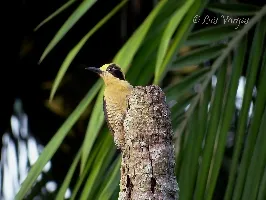 Melanerpes chrysauchen