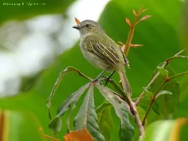 Zimmerius vilissimus