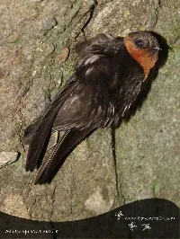 Streptoprocne rutila