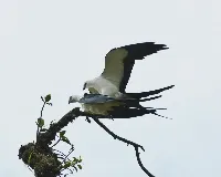 Elanoides forficatus