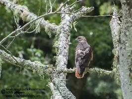 Buteo jamaicensis