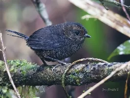 Scytalopus argentifrons