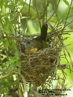 Ramphocelus passerinii