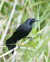 Quiscalus nicaraguensis