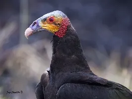 Cathartes burrovianus