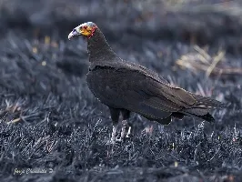 Cathartes burrovianus