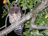 Hu de leon, lechuza, lechuza cafe