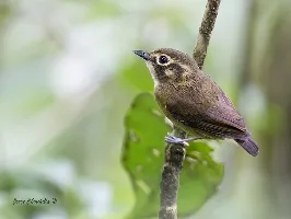 Platyrinchus mystaceus