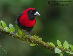 Ramphocelus sanguinolentus