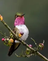 Selasphorus flammula
