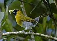 Caryothraustes poliogaster