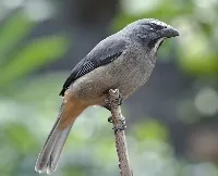 Come chayotes, sensontle, sinsonte