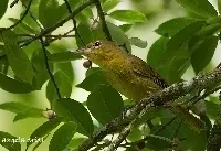 Tachyphonus luctuosus