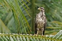 Buteogallus subtilis