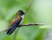 Microchera albocoronata