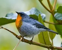 Oreothlypis gutturalis