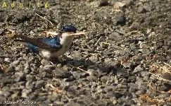 Pygochelidon cyanoleuca