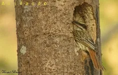 Myiodynastes maculatus